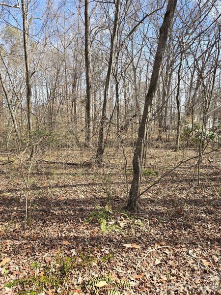 Flat wooded lot to the side and behind the house