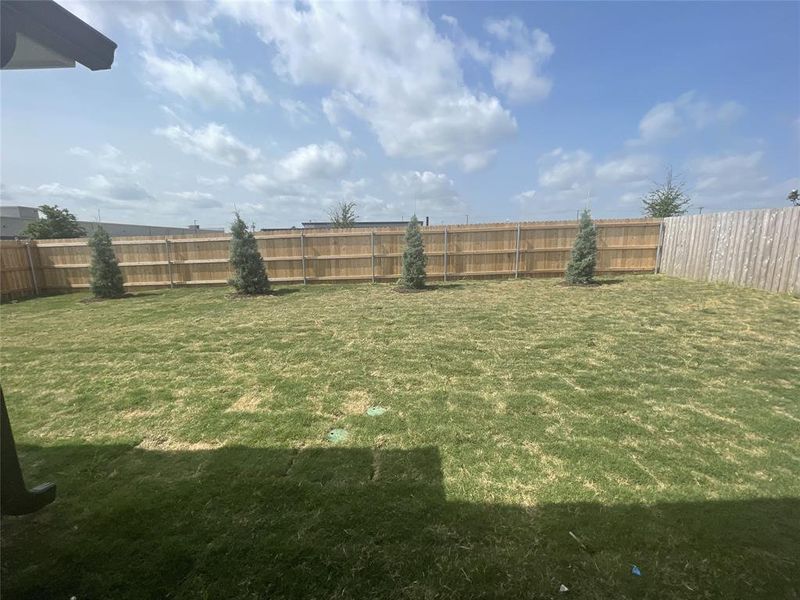 Back Yard Back Yard