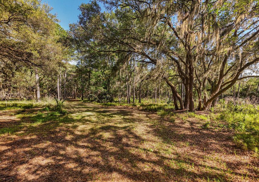Natural landscape and outdoor views near  in Edisto Island (Image 54).
