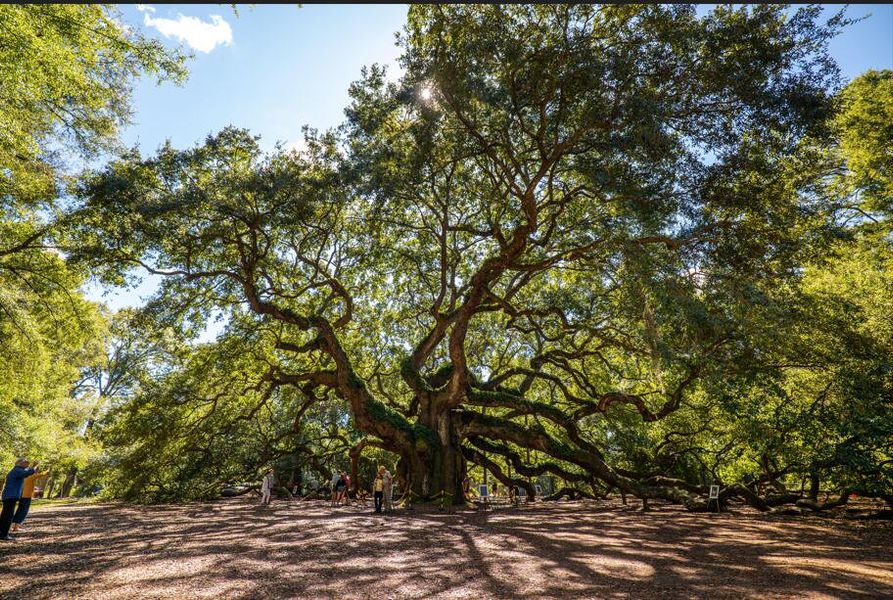 Natural landscape and outdoor views near  in Johns Island (Image 50).