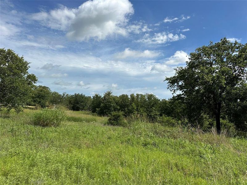 Expansive natural landscape with varied mature trees and abundant green foliage Expansive natural landscape with varied mature trees and abundant green foliage