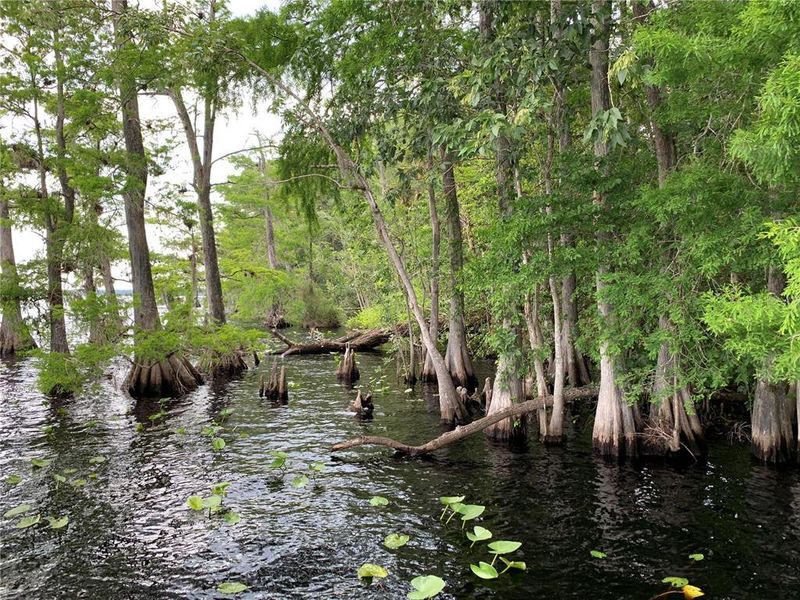 Natural landscape and outdoor views near  in Eustis (Image 51).