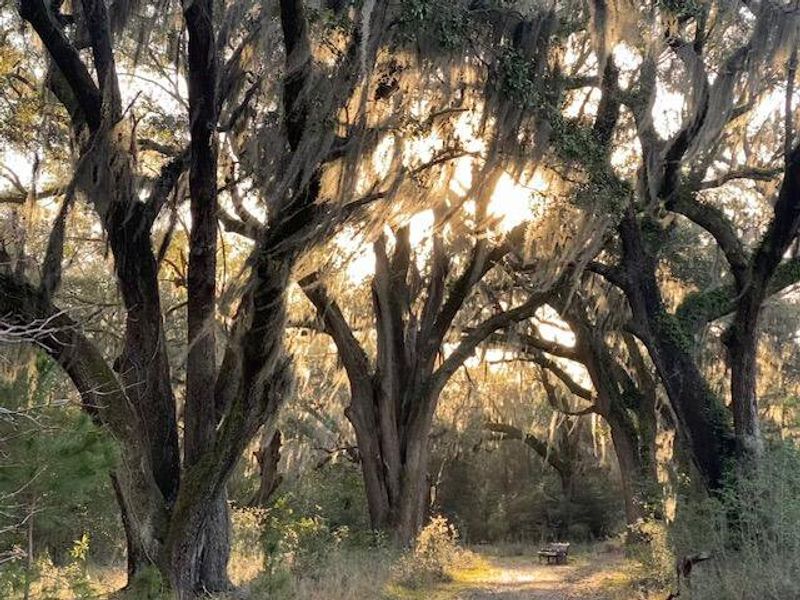 Natural landscape and outdoor views near Sea Island Preserve in Johns Island (Image 89).