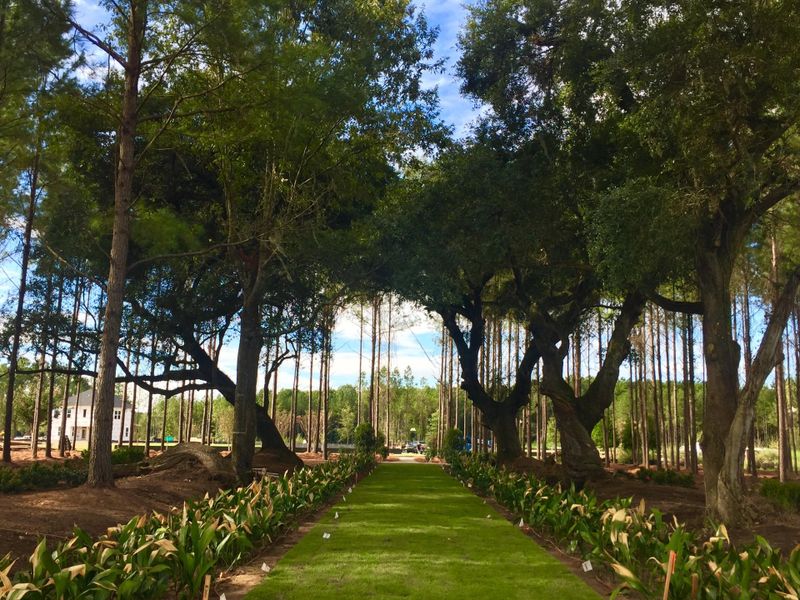 Natural landscape and outdoor views near  in Summerville (Image 28).