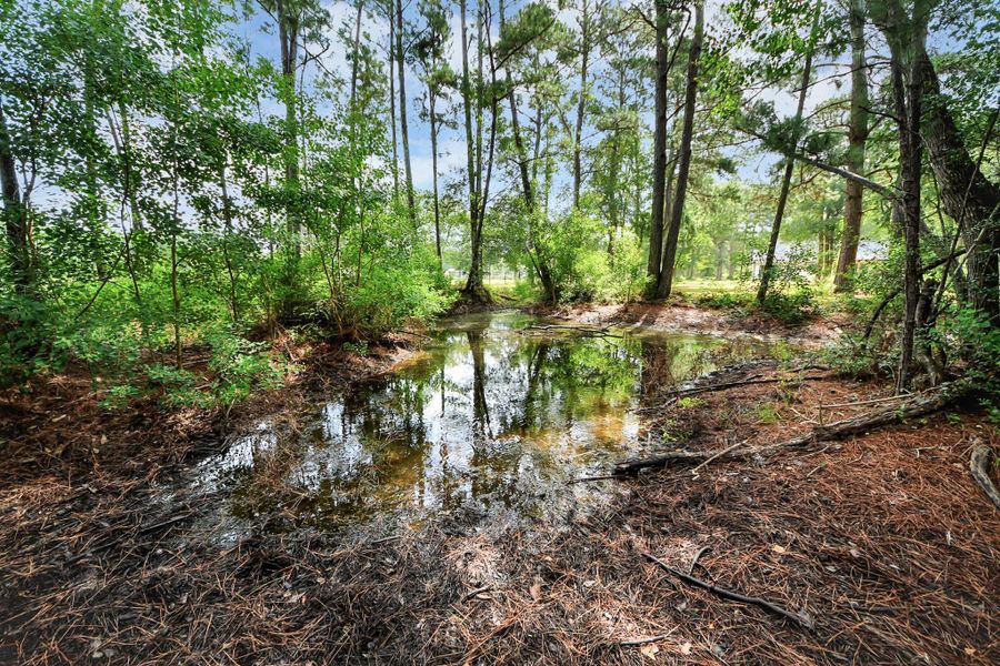 Natural landscape and outdoor views near  in Plantersville (Image 18).