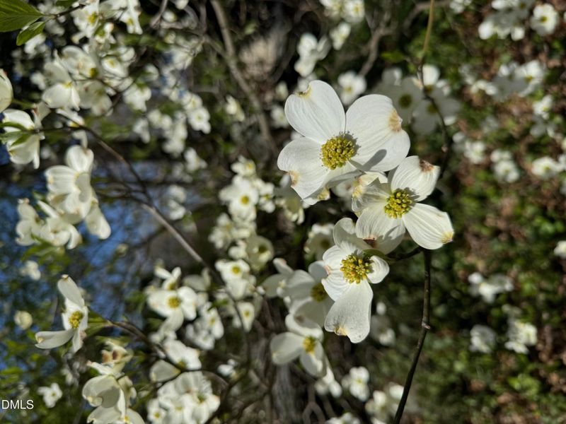 Dogwoods
