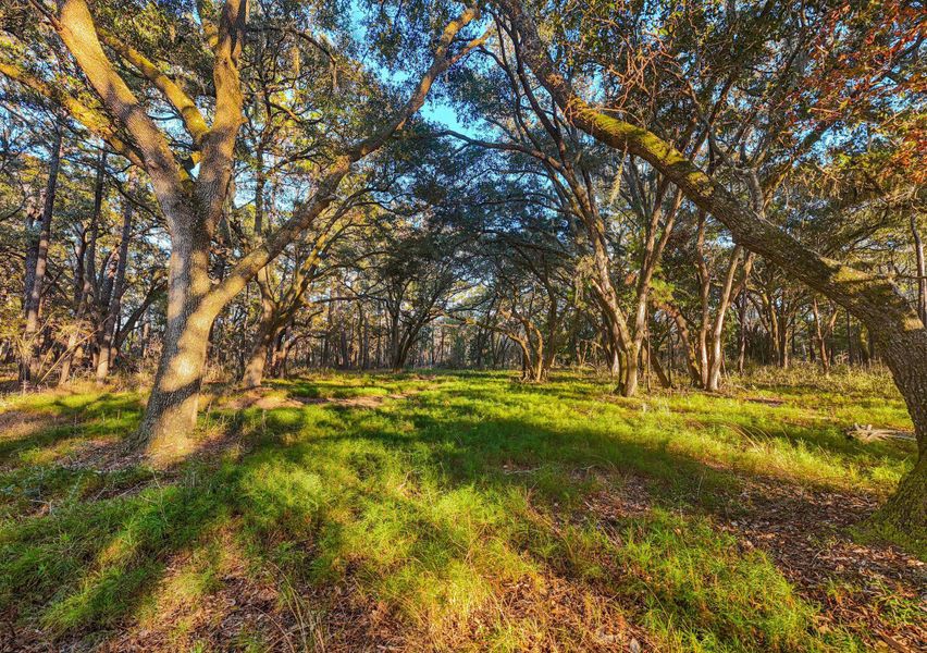 Natural landscape and outdoor views near  in Edisto Island (Image 61).