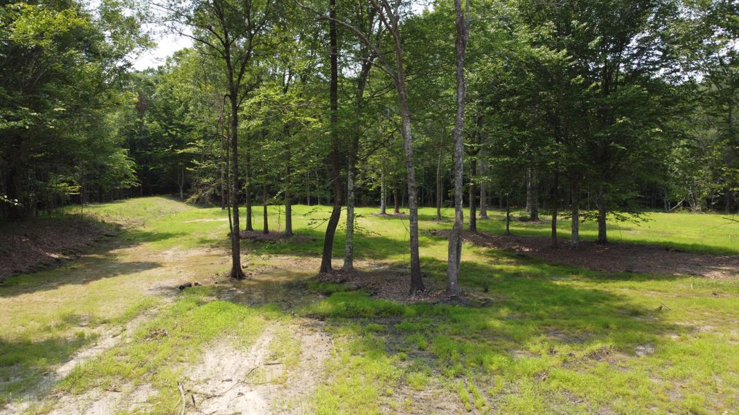 Natural landscape and outdoor views near  in Huger (Image 12).