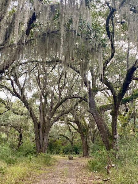 Natural landscape and outdoor views near Sea Island Preserve in Johns Island (Image 88).