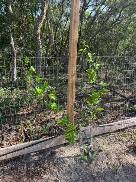 Natural landscape and outdoor views near in Dunnellon (Image 31). Natural landscape and outdoor views near in Dunnellon (Image 31).
