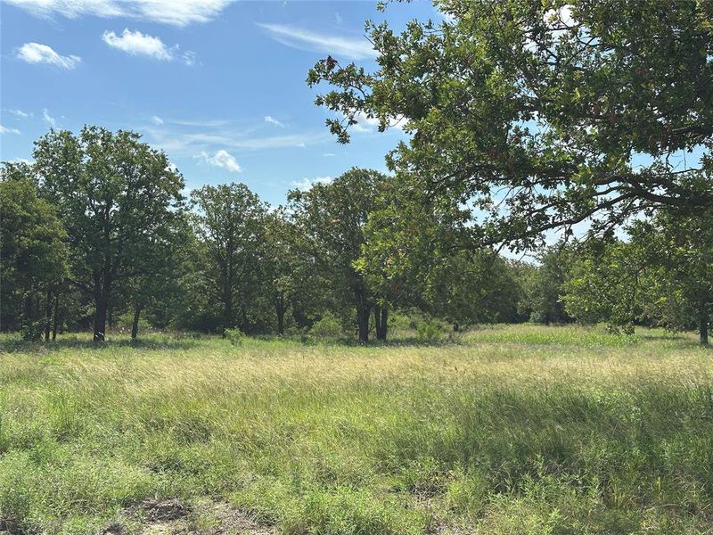 Expansive open field featuring natural grasses and mature deciduous trees Expansive open field featuring natural grasses and mature deciduous trees