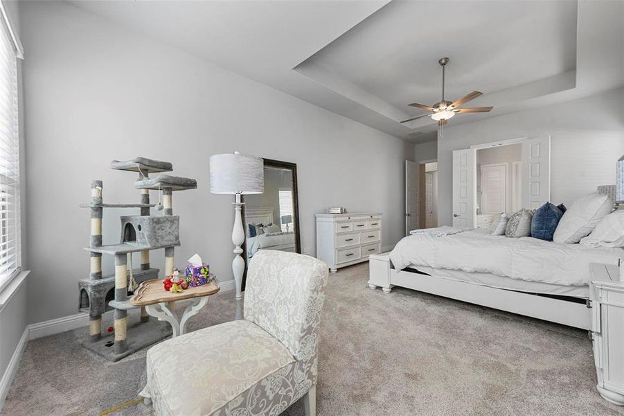 Carpeted bedroom featuring ceiling fan, multiple windows, and a raised ceiling