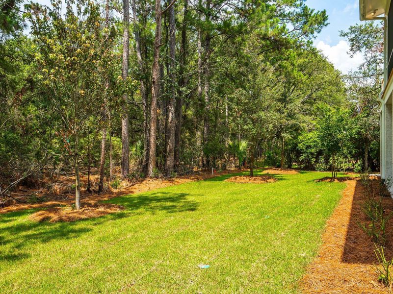 Natural landscape and outdoor views near in Johns Island (Image 68). Natural landscape and outdoor views near in Johns Island (Image 68).
