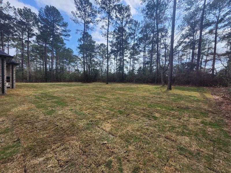 Natural landscape and outdoor views near  in Plantersville (Image 26).