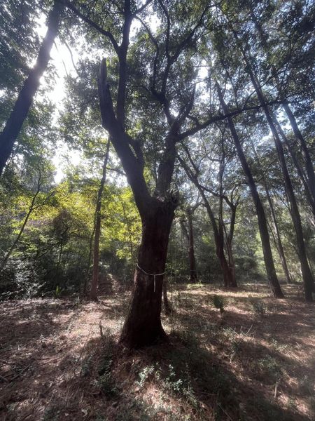 Natural landscape and outdoor views near  in Johns Island (Image 25).