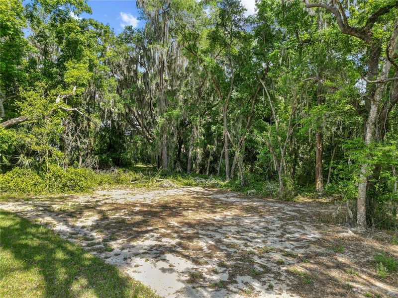 Natural landscape and outdoor views near  in Lake Panasoffkee (Image 39).