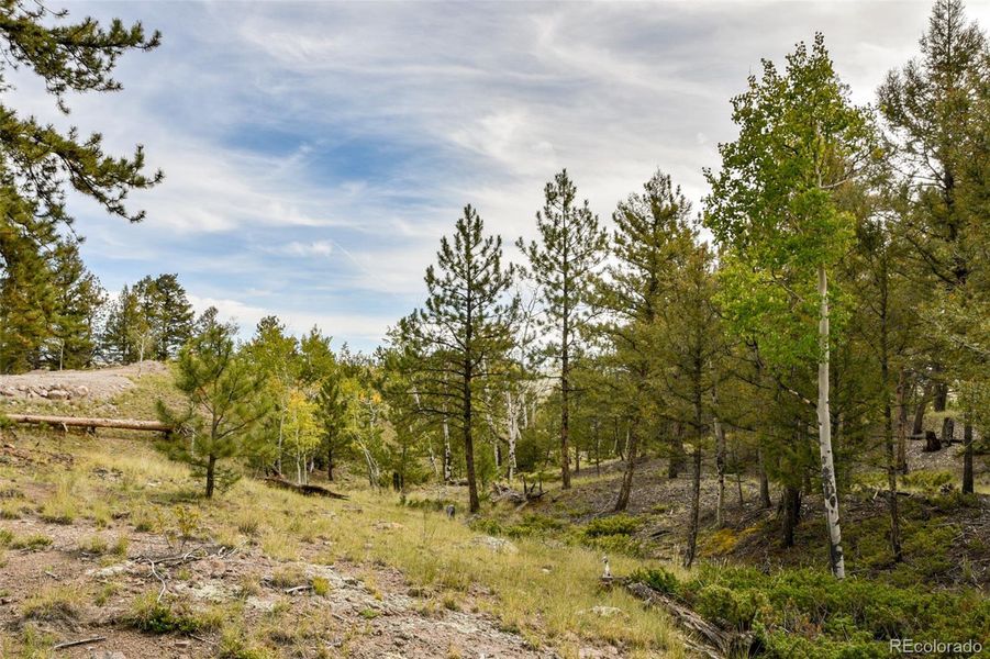 Aspen and Pine Aspen and Pine