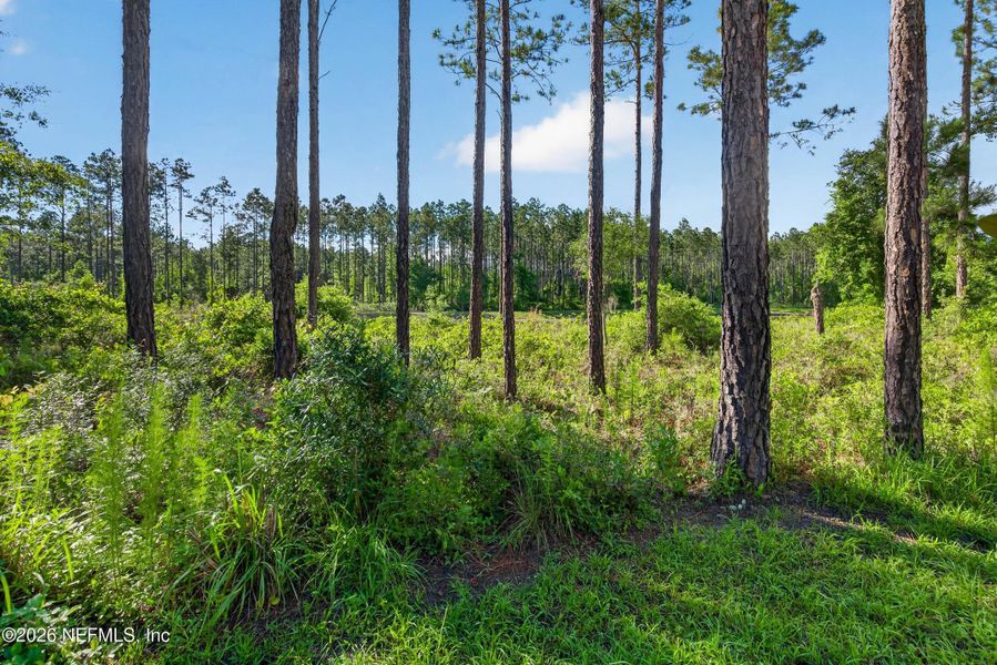 Natural landscape and outdoor views near  in St. Augustine (Image 32).