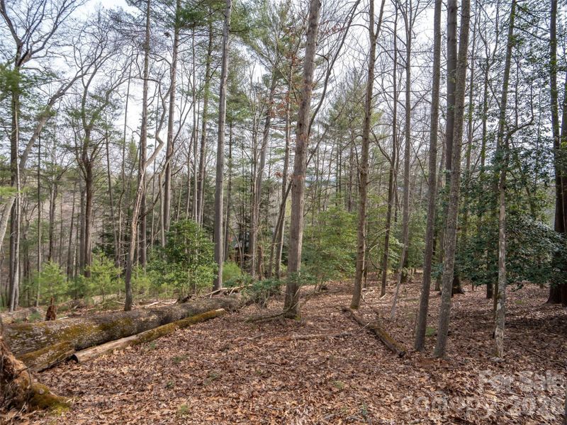Natural landscape and outdoor views near  in Asheville (Image 9).