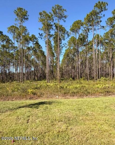 Natural landscape and outdoor views near Copes Landing in Jacksonville (Image 49).