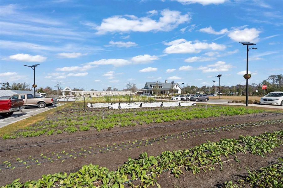 Site preparation for new homesites in Angeline Active Adult: Active Adult Manors, Land O' Lakes (Image 43). Site preparation for new homesites in Angeline Active Adult: Active Adult Manors, Land O' Lakes (Image 43).