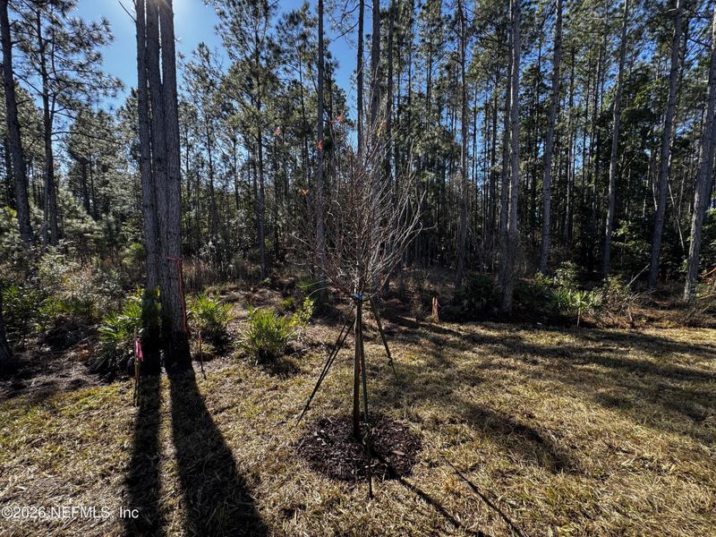 Natural landscape and outdoor views near Copes Landing in Jacksonville (Image 46).