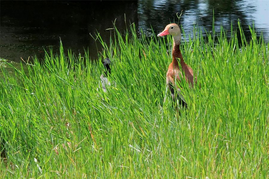 Image 12 of a home in La Cima 60'.