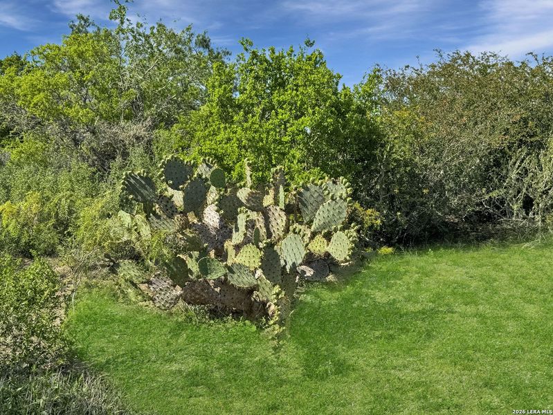 Natural landscape and outdoor views near  in Beeville (Image 15).