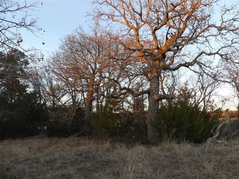 Natural landscape and outdoor views near  in Forestburg (Image 25).