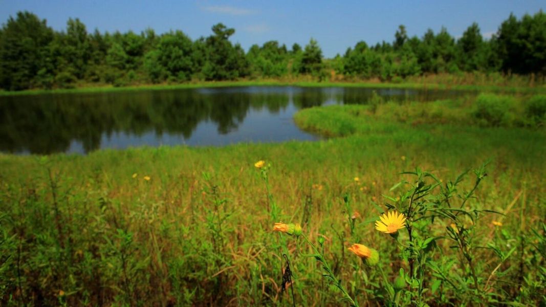 Natural landscape and outdoor views near Two Step Farm in Montgomery (Image 24). Natural landscape and outdoor views near Two Step Farm in Montgomery (Image 24).