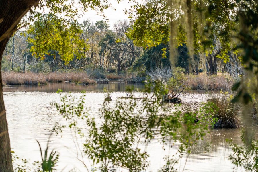 Natural landscape and outdoor views near in Johns Island (Image 73). Natural landscape and outdoor views near in Johns Island (Image 73).