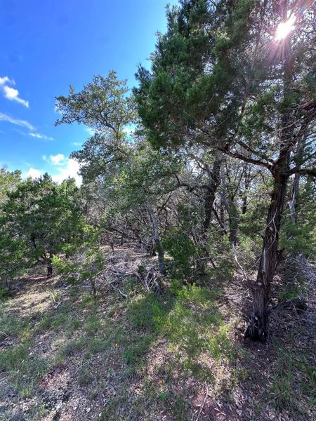 Mature trees and natural foliage define this private, wooded parcel.