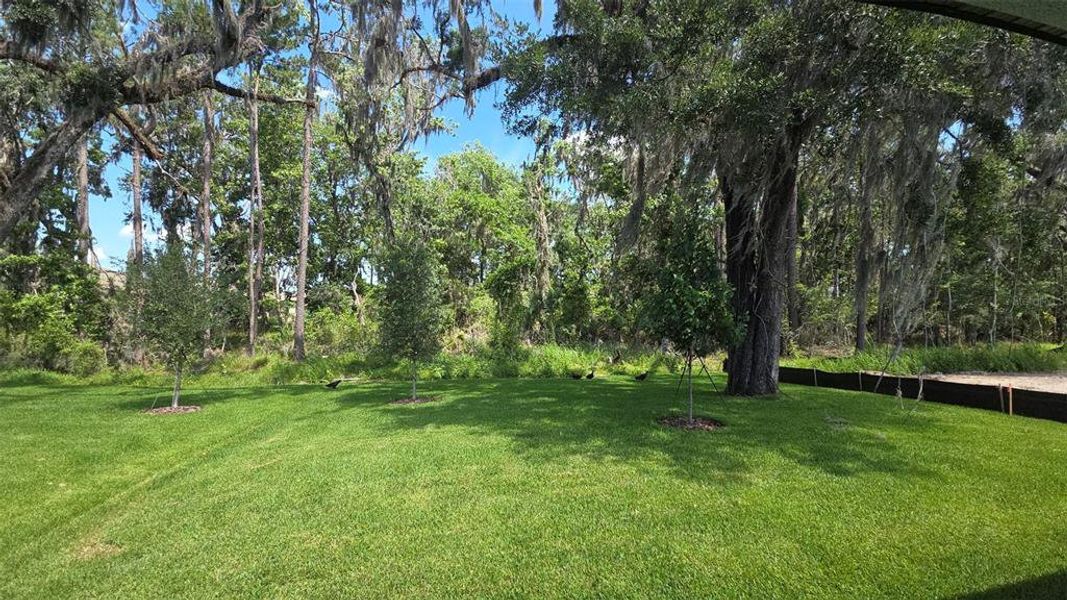 Natural landscape and outdoor views near Southern Hills Plantation in Brooksville (Image 3). Natural landscape and outdoor views near Southern Hills Plantation in Brooksville (Image 3).