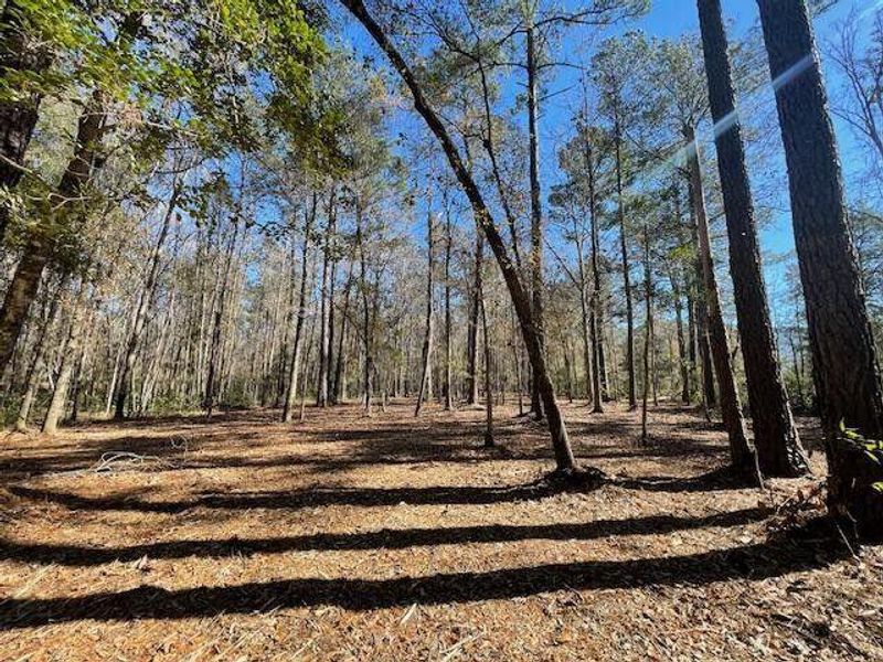 Natural landscape and outdoor views near  in Summerville (Image 22).