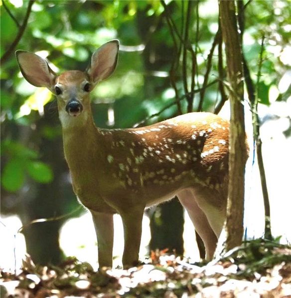 Image 85 of a home in .