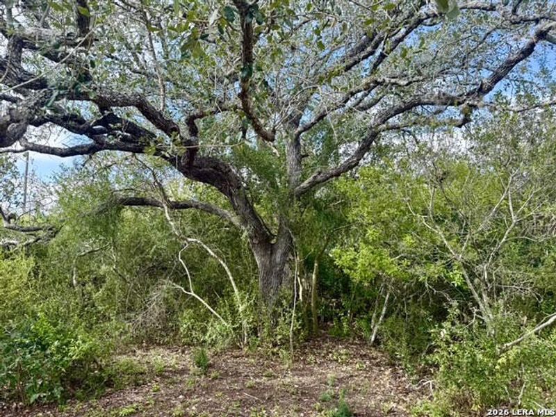 Natural landscape and outdoor views near  in Beeville (Image 21).