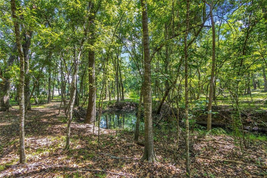 Natural landscape and outdoor views near  in Brooksville (Image 37).