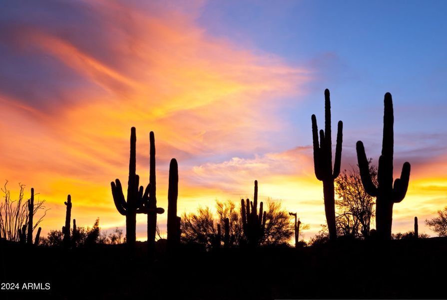 Sonoran Desert Lifestyle