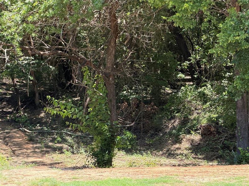 Treed portion of the property