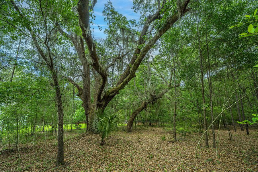 Natural landscape and outdoor views near Sea Island Preserve in Johns Island (Image 82).