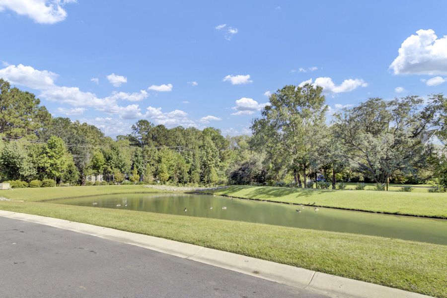 Natural landscape and outdoor views near  in Summerville (Image 42).