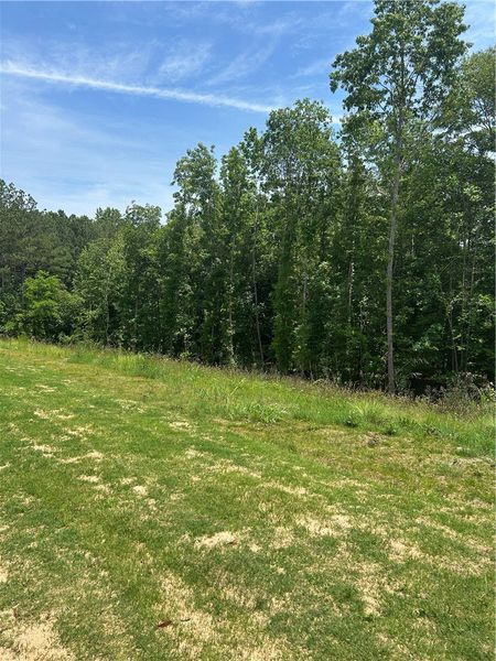 A verdant lawn meets a natural tree line under an A verdant lawn meets a natural tree line under an