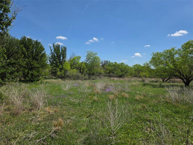 Natural landscape and outdoor views near  in San Saba (Image 33).