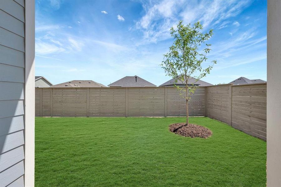 Expansive grassy lawn with a young tree, bordered by a horizontal plank privacy fence