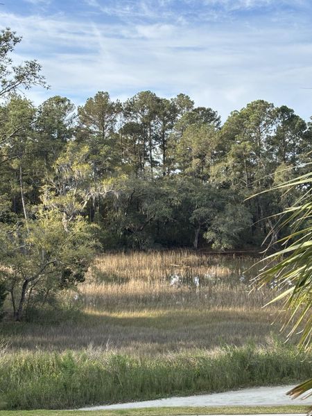 Natural landscape and outdoor views near  in Charleston (Image 30).