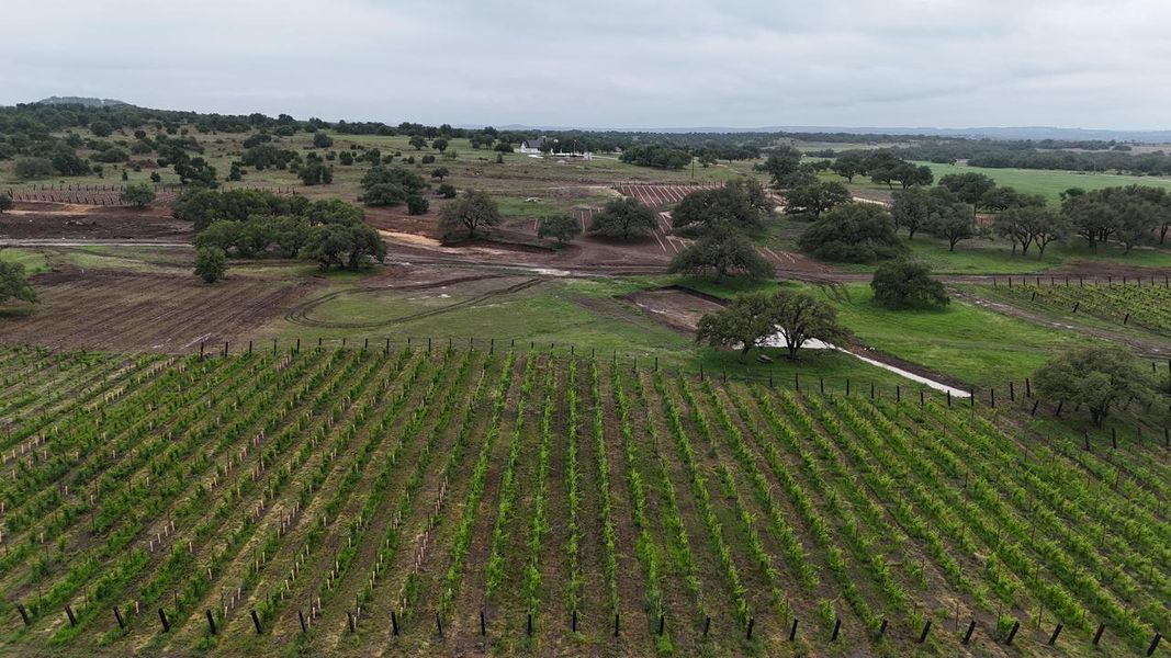 Expansive agricultural acreage featuring established vineyard rows, mature trees, and a distant residential structure
