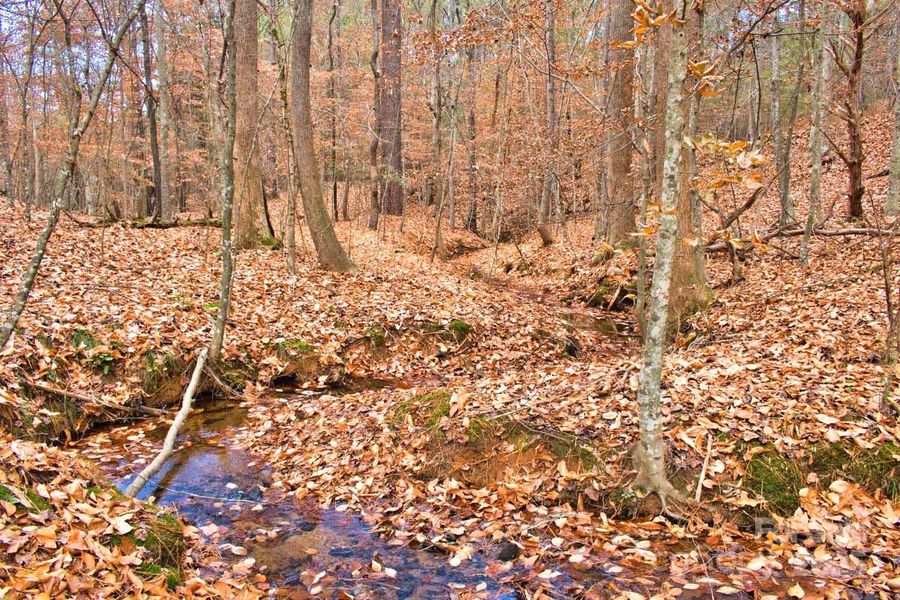 Natural landscape and outdoor views near  in Rutherfordton (Image 16).