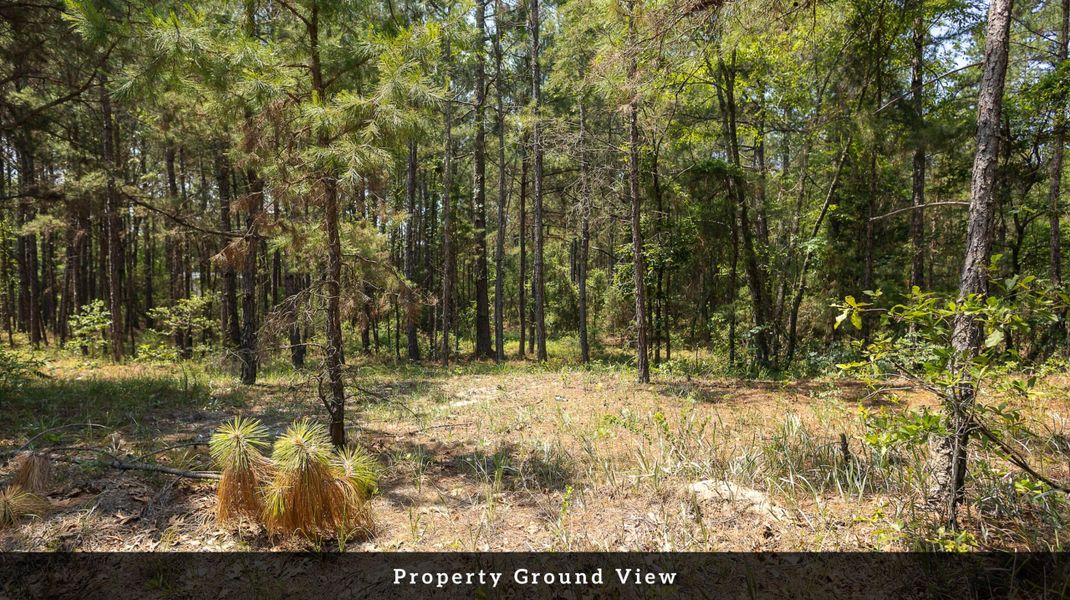 Natural landscape and outdoor views near  in Eutawville (Image 34).