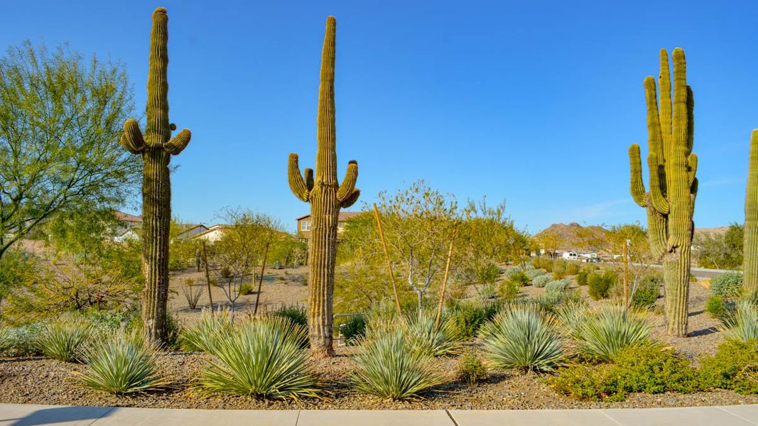 Community amenities associated with the Amherst by D.R. Horton in Aloravita, Peoria (Image 19).