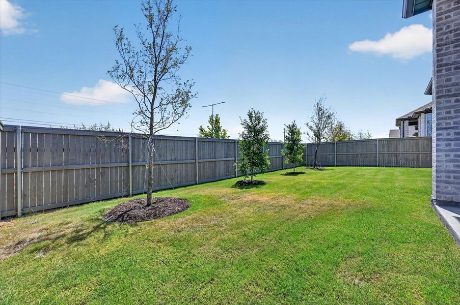 Backyard